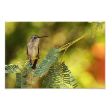 Hummingbird Fotografiskt Tryck