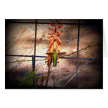 Hummingbird Hälsnings Kort