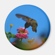 Hummingbird Kylskåpmagneter