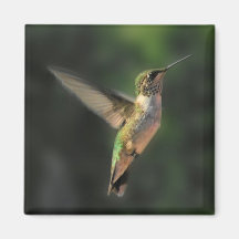 Hummingbird Kylskåps Magneter