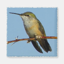 Hummingbird. Magneter