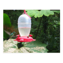 Hummingbird - Monteverde, Costa Rica Vykort