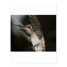 Hummingbird - närbild vykort