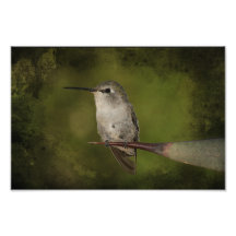 Hummingbird och agave foto