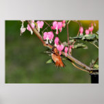 Hummingbird- och blommabild posters