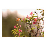 Hummingbird och blommor fotografi