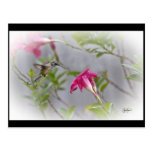 Hummingbird på blommor i flygpastellvykort