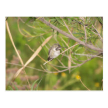 hummingbird vykort