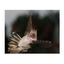 Hummingbird Vykort