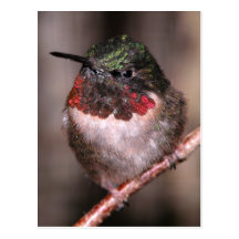 Hummingbird Vykort