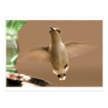 Hummingbird Vykort