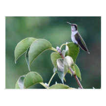 Hummingbird Vykort