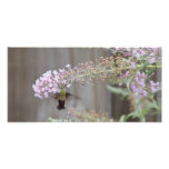 HummingbirdClearwing mal Konstfoto