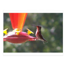 Hummingbirden sitter vykort
