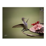 Hummingbirdinnehav stöder vykortnaturfågeln