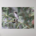 Hummingbirdkanfastryck Affischer