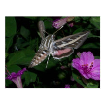 HUMMINGBIRDMALVYKORT 2