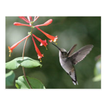 Hummingbirdskatter Vykort
