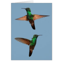 Hummingbirdskort