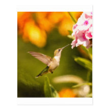 Hummingbirdslagsmål Vykort