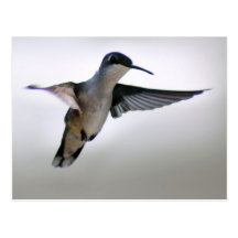 Hummingbirdvykort
