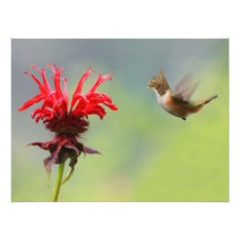 Hummingcat Fotokonst