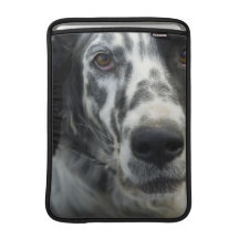 Hund 13" för engelsk Setter Macbook sleeve