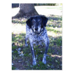 Hund 5, vykort