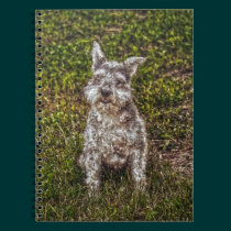 Hund älskare för TerrierSchnauzerhusdjur hund avel anteckningsböcker