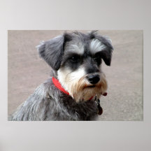 Hund Posters