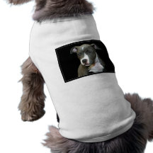 Hund tröja för blåttPitbull valp