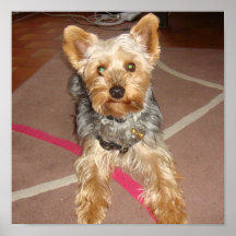 hund "yorkshire terrier ", affisch