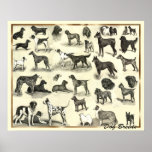 Hundar - hund aveln - Hunds tryckhundar Affischer