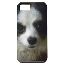 hundar iPhone 5 skydd
