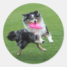 HundFrisbee Klistermärke
