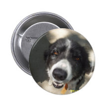 Hundprodukter Knappar