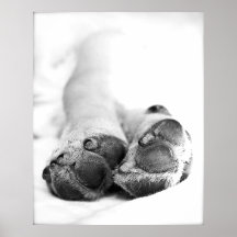 Hundtassar Posters