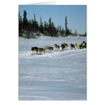 Hundtävla, Yukon Kort
