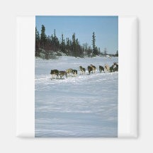 Hundtävla, Yukon Kylskåps Magneter