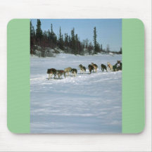Hundtävla, Yukon Musmatta