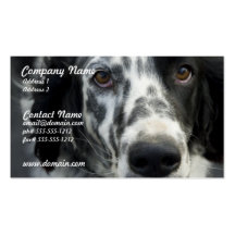 Hundvisitkort för engelsk Setter