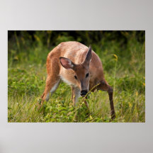 Hungrig Doe Affischer