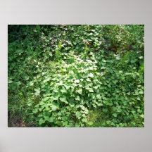 Hurtiga Vines Print