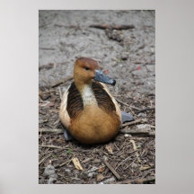 Husdjurexklusivfotografi Affisch