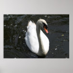 Husdjurexklusivfotografi Posters