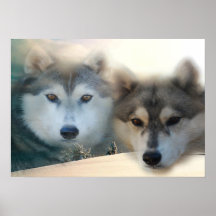 Huskiesaffisch