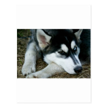 Husky hund vykort
