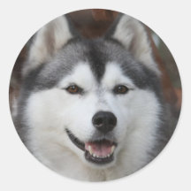 Husky hundklistermärke