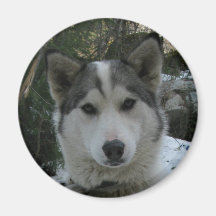 husky kylskåpmagneter