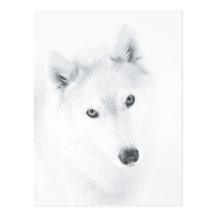 Husky Vykort